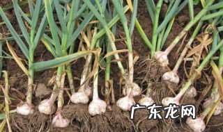 大蒜种出来的是什么 大蒜种出来的是什么样子的