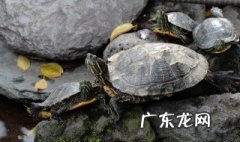乌龟一般在多少度的水温合适? 乌龟一般在多少度的水温合适呢