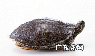 梦里梦到捡到乌龟什么意思 做梦捡了乌龟是什么意思