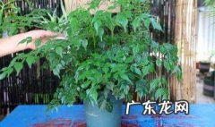 菜豆树的养殖方法 菜豆树怎么养