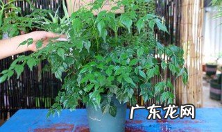 菜豆树的养殖方法 菜豆树怎么养