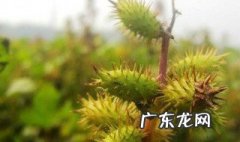 苍耳的种子是什么样子 蒲公英的种子是什么样子的?二年级