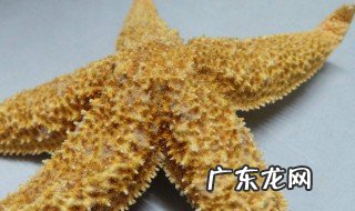 海星的营养价值及功效 海星的营养价值是什么