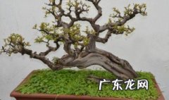雀梅能室内养吗冬天 雀梅能室内养吗