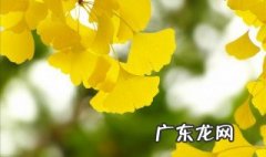 银杏树的花什么时候开 银杏树的花期是什么时候