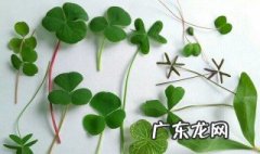 怎么让酢浆草发芽 怎么让酢浆草爆盆