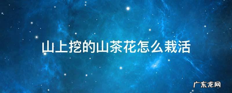 野生山茶花怎样栽活 山上挖的山茶花怎么栽活