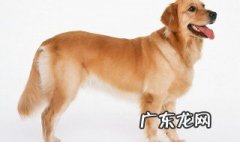 做梦领养只大狗是什么意思啊 做梦领养只大狗是什么意思