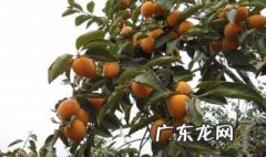 柿子树落果是什么原因用啥药 柿子树落果原因是什么