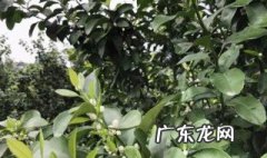 柑橘开花打什么药 柑橘开花打什么药好