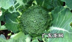 菜上起腻虫怎么办 菜上有腻虫如何处理