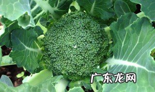 菜上起腻虫怎么办 菜上有腻虫如何处理