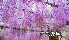 紫藤萝瀑布这篇文章的体裁是什么意思 文章内容介绍