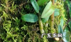 石斛好种植吗 石斛好种植吗