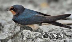 燕子怎么看雄雌 燕子怎么看雄雌图