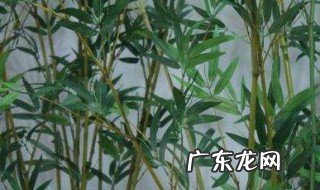 竹子如何变直 竹子怎么能变直