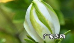 栀子花花苞可以喷水吗 栀子花苞能喷水吗