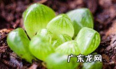 夏天不休眠的多肉 夏天不休眠的多肉植物