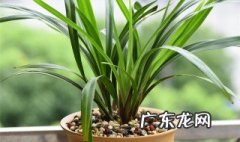 养兰花的禁忌 兰花是很有灵性