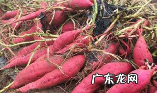 薯的营养价值及功效与作用 紫薯的营养价值及功效与作用
