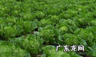 兔子可以吃新鲜白菜吗怎么吃 兔子可以吃新鲜白菜吗