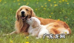 狗狗自己可以找回家吗 狗狗能自己找回家吗