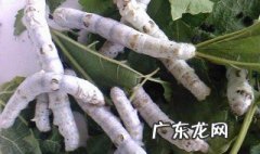 孕妇梦见很多蚕宝宝是什么意思 孕妇梦见好多蚕宝宝是什么意思