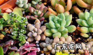 多肉怎么养得又肥又胖又可爱 多肉怎么养得又肥又胖