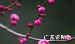 梅花施肥的技巧 梅花施肥的技巧和方法