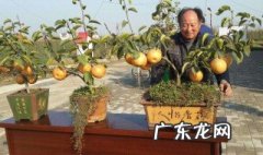 北方果树56个品种 北方适合种什么果树