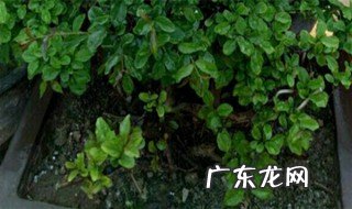雀梅浇水的正确方法 雀梅适合深盆还是浅盆