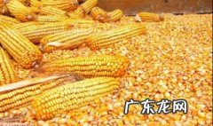 玉米种什么时候发芽 玉米种什么时候发芽的