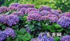 绣球花适合放在卧室吗 绣球花适合放卧室养吗