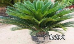 栽植铁树用什么盆比较好 栽植铁树用什么盆