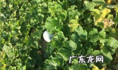 冬瓜在河北什么季节种 冬瓜在河北什么季节种植