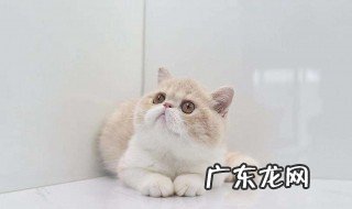 小猫咪第一次驱虫是什么时候 小猫第一次驱虫什么时候做