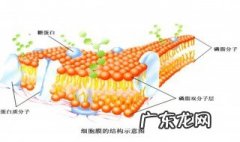 细胞膜蛋白种类 细胞膜蛋白的特点和作用