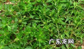 芝草泡水喝的功效作用与禁忌 芝草泡水喝的功效作用