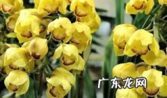 怎样养好大花蕙兰盆栽 怎样养好大花蕙兰