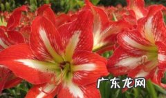 朱顶红的花有什么作用 朱顶红的花有什么作用和功效
