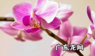蝴蝶兰花蕾期怎样养护和浇水 蝴蝶兰花蕾期怎样养