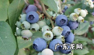种几年蓝莓树什么时候开花结果 种几年蓝莓树什么时候开花