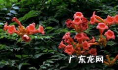 凌霄花春天怎么养护 春天怎样养好凌霄花