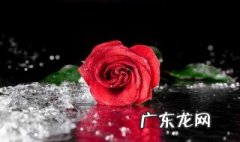 怎样才能把花养好呢 怎么才能把花养好呢