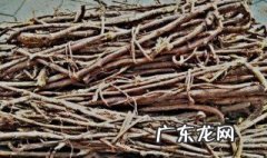 茅草根有什么功效和作用 茅草根的药用功效与作用
