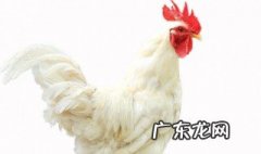 养鸡要照灯的作用 养鸡要照灯的作用是什么
