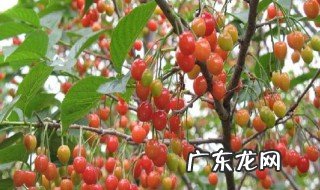 樱桃树什么时候喷硼 樱桃树什么时候喷硼和磷酸二氢钾