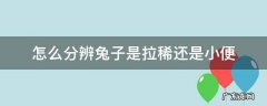 怎么分辨兔子是拉稀还是小便 兔子拉稀的屎是什么样的?