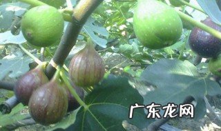 枇杷叶无花果治热咳 枇杷叶无花果的功效与作用