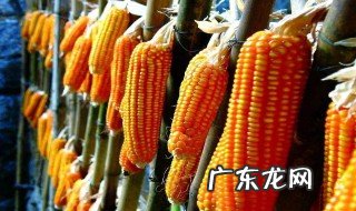 玉米能代替米饭吗英语 玉米能代替米饭吗